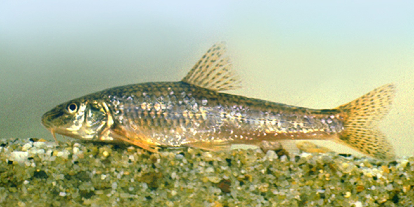 Kősüllő (Sander volgensis) Nébih