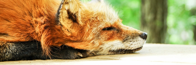 Április elején kezdődik a vadon élő rókák tavaszi veszettség elleni immunizálási kampánya