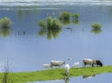 Június 24-ig jelenthetők be a júniusi árvíz okozta mezőgazdasági károk