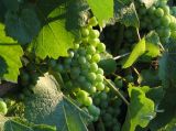 Megkezdődött a szőlőültetvények szerkezetátalakításának helyszíni ellenőrzése
