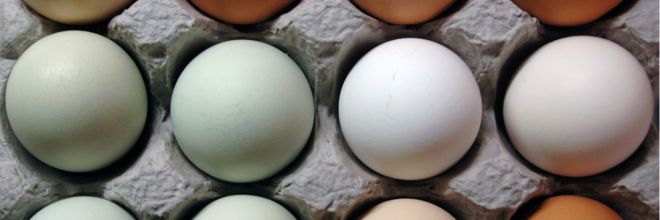 Közlemény - Amit a tojás jelöléséről tudni kell