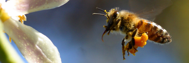 Méhészeti referencialista