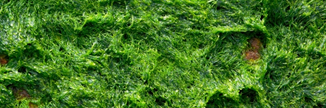 alga