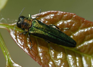 Agrilus planipennis