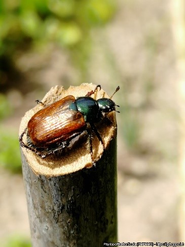 Popilla Japonica