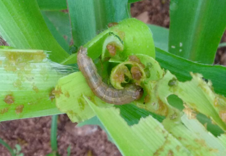 Spodoptera frugiperda