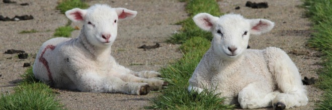Legal and Official Background of the Breeding Organization Structure in Hungary
