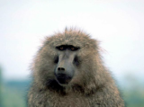 Other mammals