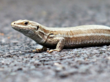 Reptiles