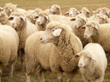 Small ruminants