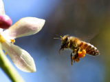 Bees