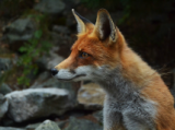 Wildlife