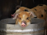 Porcine